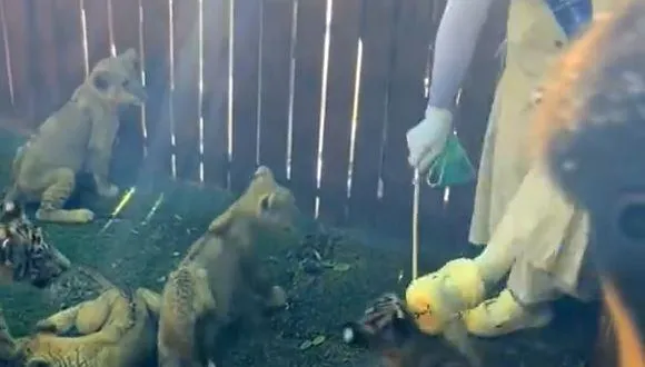 山東動物園管理失守！幼虎慘遭腳踢棍打　女童坐欄餵白虎