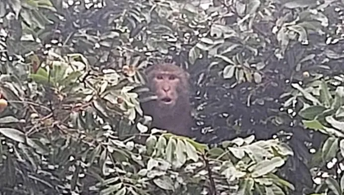 北投獼猴囂張「吃霸王水果」　圍捕兩個半月終落網