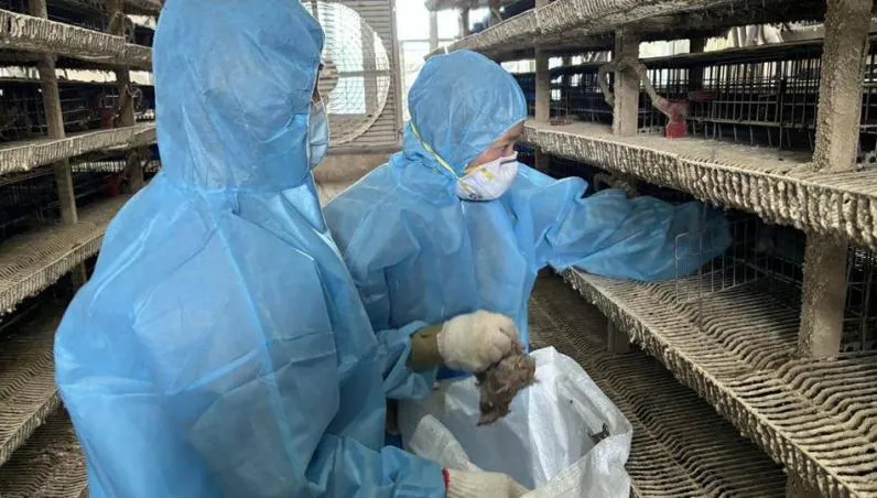 影/逾10萬隻遭撲殺！彰化鵪鶉場爆H5N1禽流感　防疫所急了