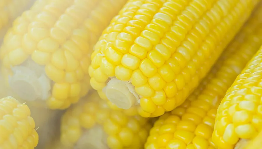 糖尿病患每天啃4根玉米當蔬菜　戒牛奶減澱粉仍血糖破表