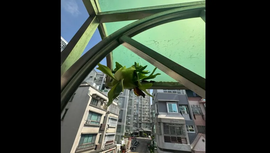 採光罩驚見「鹿角蕨」！　網驚呼太強了：天養的孩子特別綠