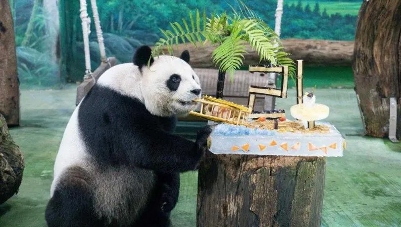 影/圓圓21歲生日！台北木柵動物園特製「躺椅貓熊」冰蛋糕慶祝