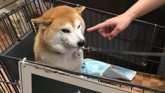 「不可以色色」梗圖主角柴犬過世！飼主：帶著笑容離開