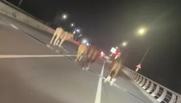 影/南瓜牛車變回？潮州大橋驚見「藍寶堅尼」　駕駛被迫停下