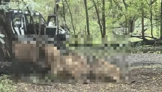 泰知名動物園慘劇！工作人員遭獅群圍攻咬死　遊客目睹驚悚過程