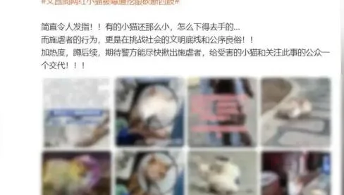 反轉！貴陽「挖眼虐貓」事件為AI編造　造謠者已遭行政處罰