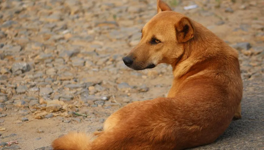 泰爆狂犬病疫情！「臨時疫區」實施30天移動禁令　全力防堵蔓延