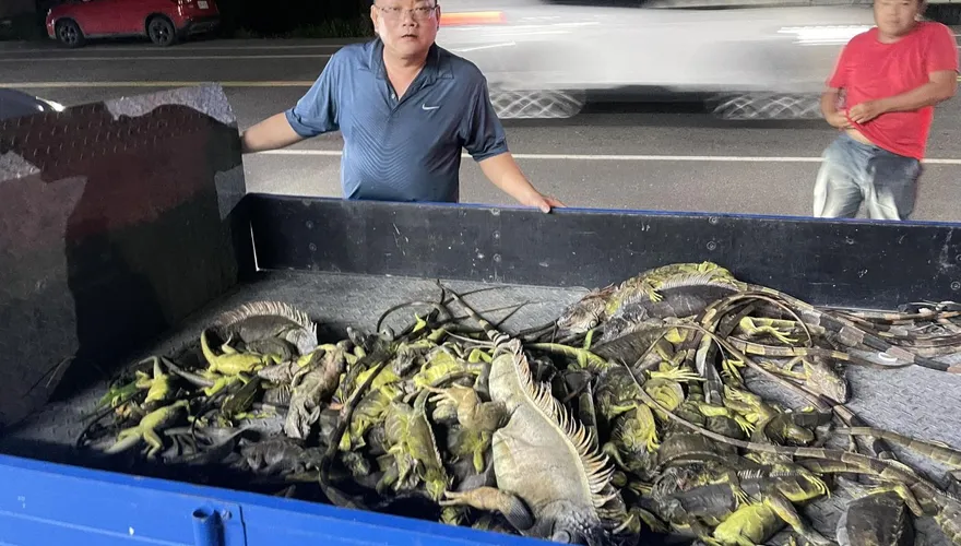 怕爆！屏東萬丹綠鬣蜥氾濫成災　「獵龍小組」一晚抓百隻