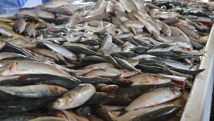 天天吃魚竟傷腎！　健康男「毒物反應」竟超標6倍