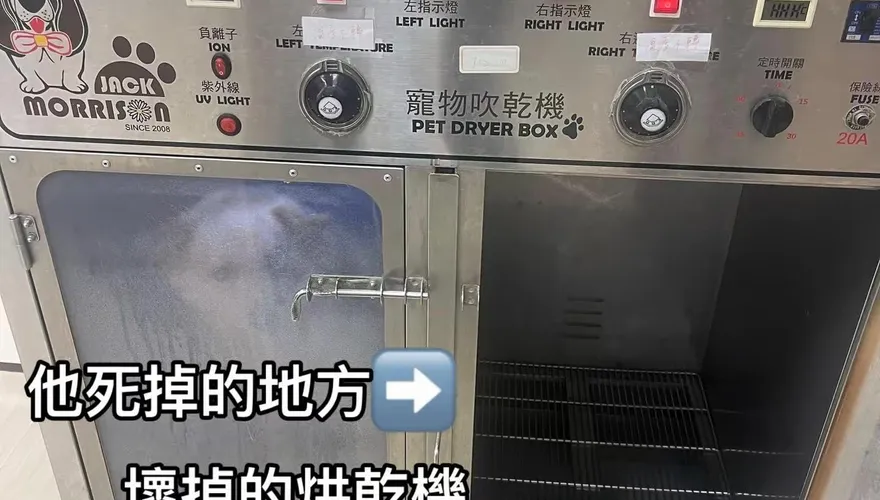 愛貓送洗澡卻死了！亡命烘乾機還繼續用　業者：賠錢或是賠貓