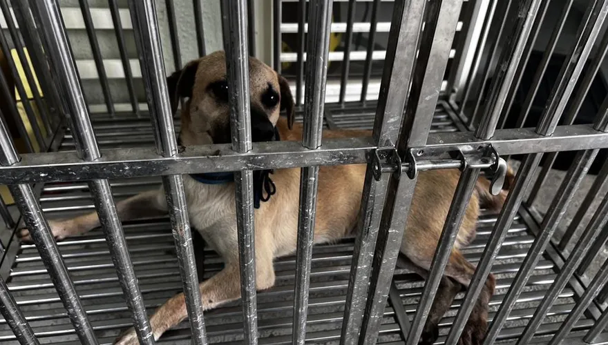 郵差送掛號慘遭家犬咬斷手指！　動保所開罰基隆飼主1.5萬