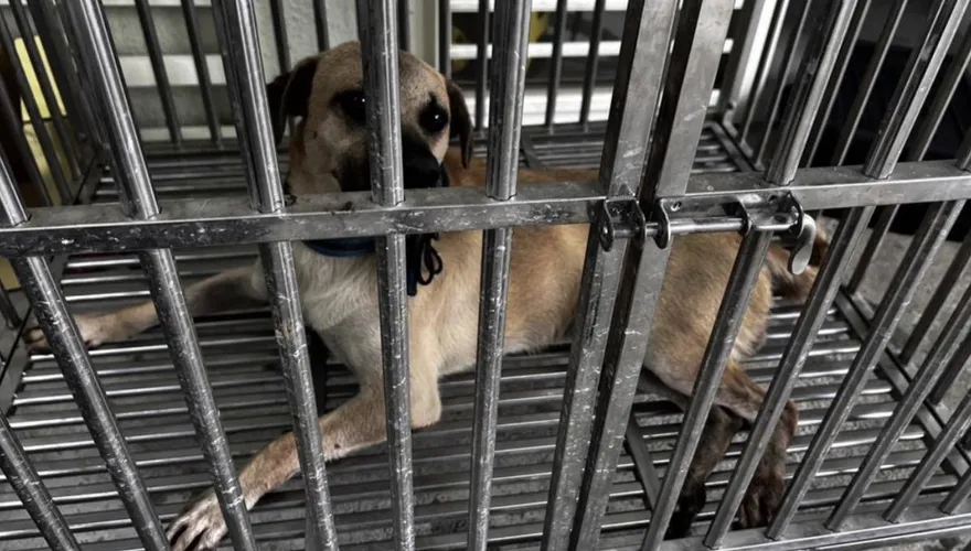 郵差送信遭家犬咬斷指　中華郵政：提供法律醫療協助
