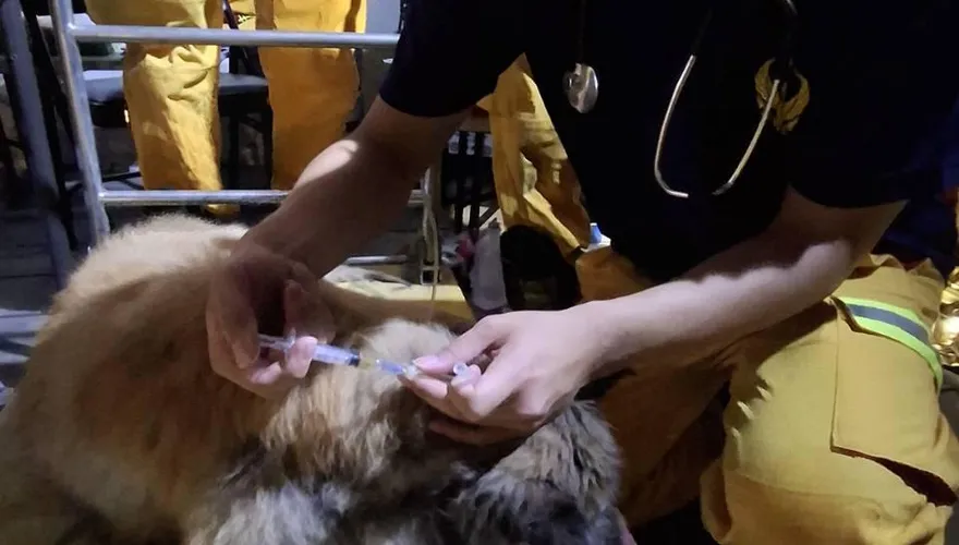 高市救援隊花蓮出任務聽「悲鳴」！成功救出身陷泥濘犬隻