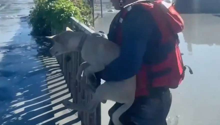 影/花蓮特搜隊涉爛泥救出2隻狗狗　飼主驚喜認出自家愛犬