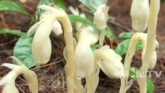 重慶驚現罕見「冥界之花」！通體潔白、一碰就枯　現蹤僅40天