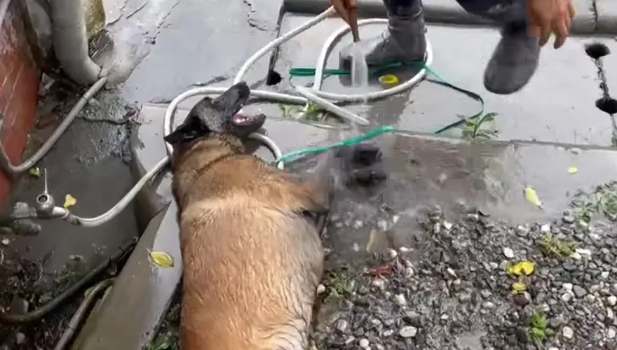 台南搜救犬Dota投入花蓮救災！清洗腳掌影片感動近70萬人