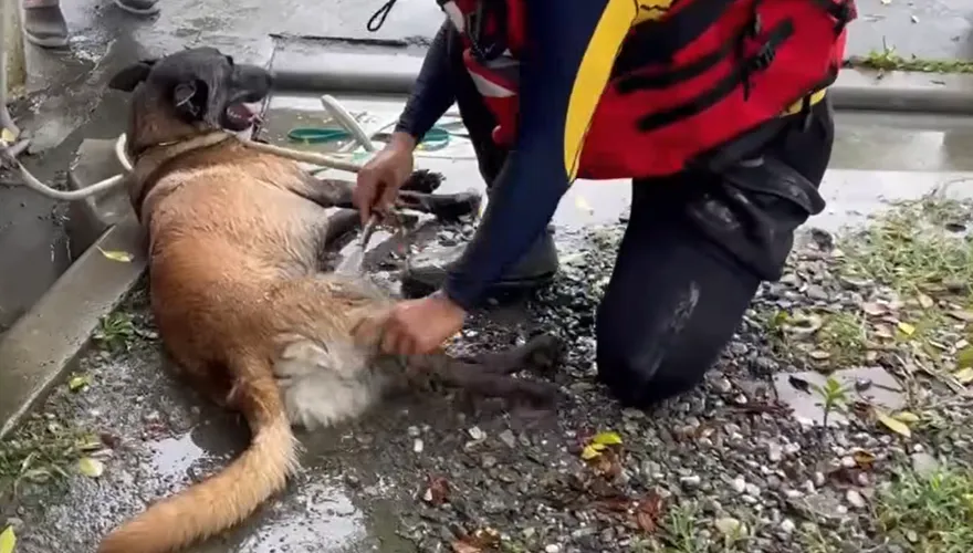 搜救犬進災區為何不穿裝備？台南消防解答：為了安全