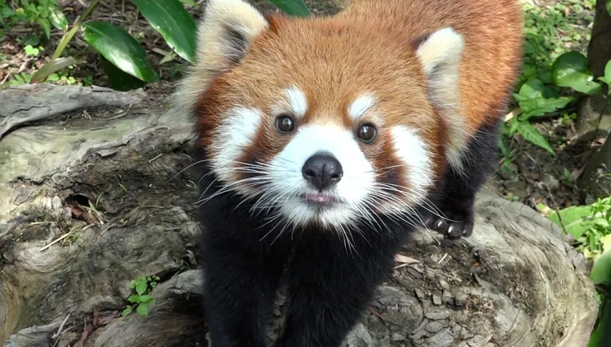 陸委會卡「小貓熊來台」？雙城論壇生變衝擊兩岸動物園合作