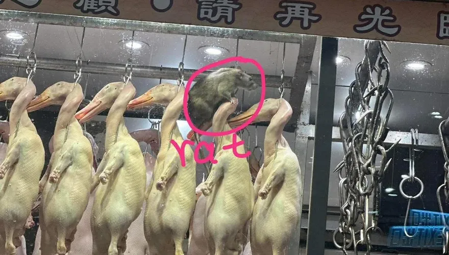 噁！香港燒臘店驚見巨型老鼠　網友：大隻到像一隻貓