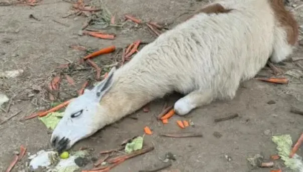長假受災戶？江蘇動物園羊駝被遊客狂餵　「倒地翻白眼」慘況曝