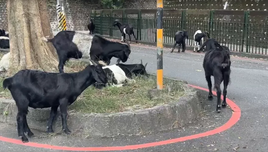 影/南投馬路變羊群自助餐廳！飼主二度違規放養　警出手了
