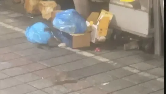 影/高雄鼠患問題嚴重！新堀江商圈老鼠陪逛街