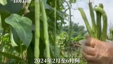 當開心農場？陸男多次「偷菜」遭判6個月、罰金4300
