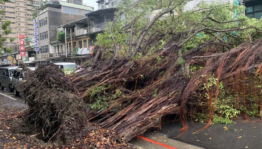 疑不堪連日降雨！北市大同昌吉街路樹倒塌　1車遭砸畫面曝