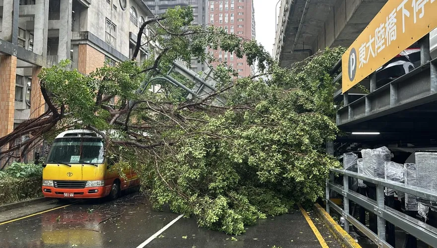 影/暴雨狂炸新竹市區巨樹倒塌　砸中巴士幸無人傷