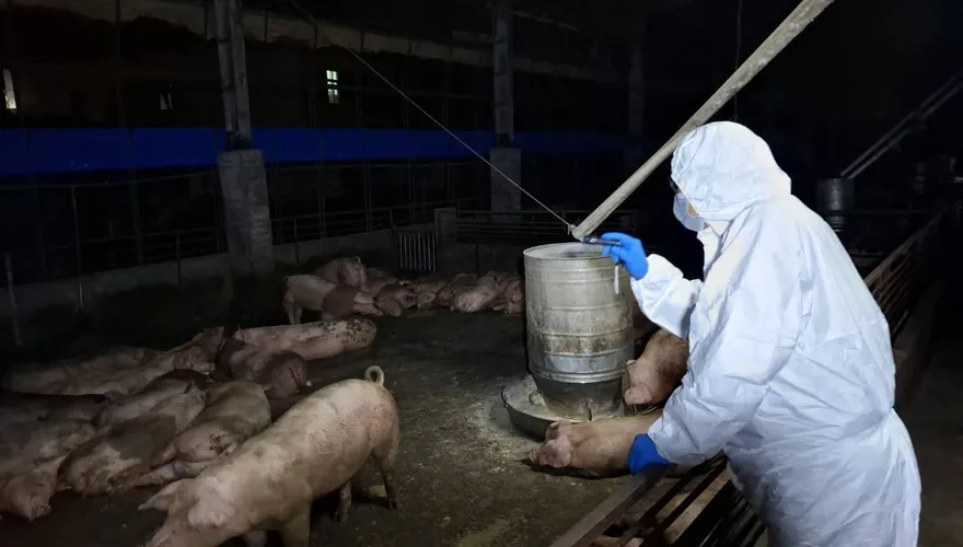 台灣豬瘟防疫史一次看！發生率曾高達8%「靠疫苗、邊境管制嚴守」