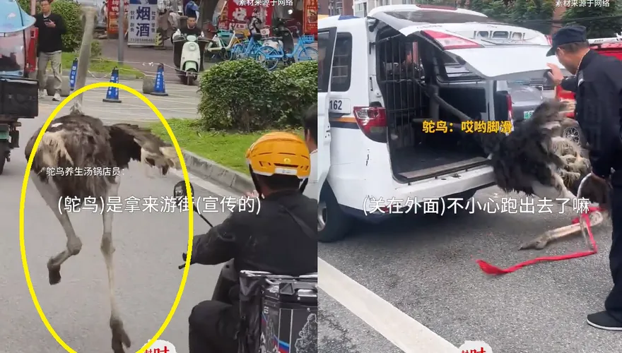 影/驚！2鴕鳥陸街頭「拔腿狂奔」　「越獄」失敗被捉變盤中餐