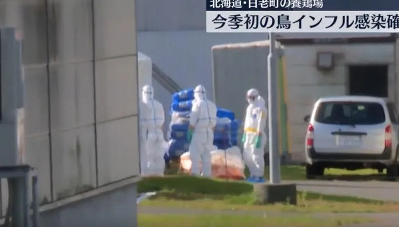 北海道爆發禽流感！入冬首波疫情　將撲殺46萬隻雞
