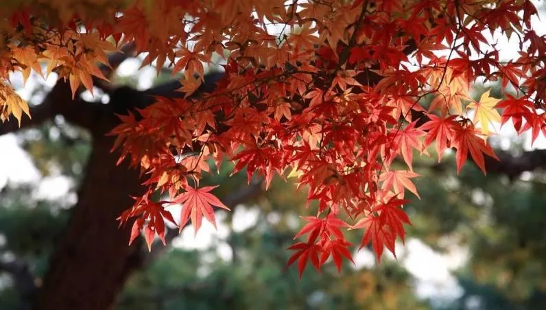 10/23霜降天氣漸涼！「4生肖」腸胃易出問題　養生辦法及禁忌一次看