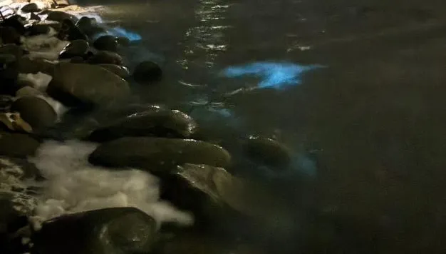 影/東北季風催出「藍眼淚」　台南青鯤鯓交通大癱瘓