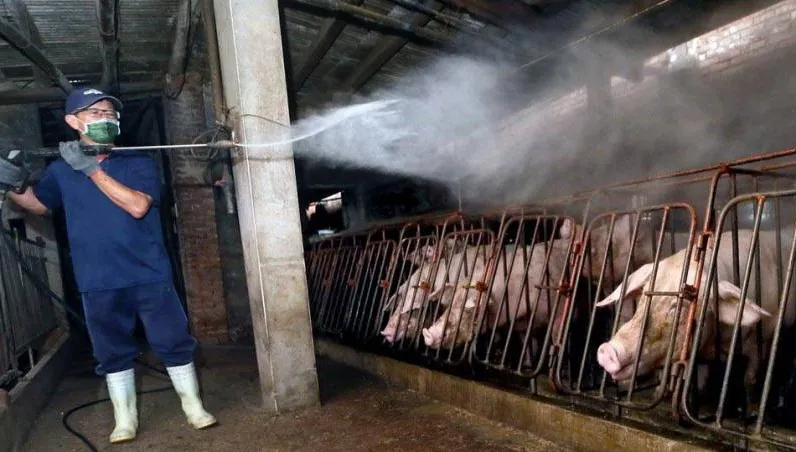 豬瘟案例場王姓獸醫竟「無照」！台中農業局發文檢方盼助調查