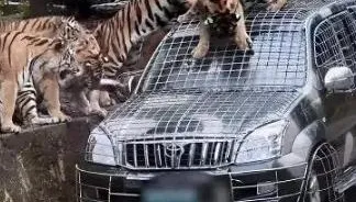 影/有膽再來！陸動物園招募最猛司機　月薪21萬需勇闖虎山熊窩