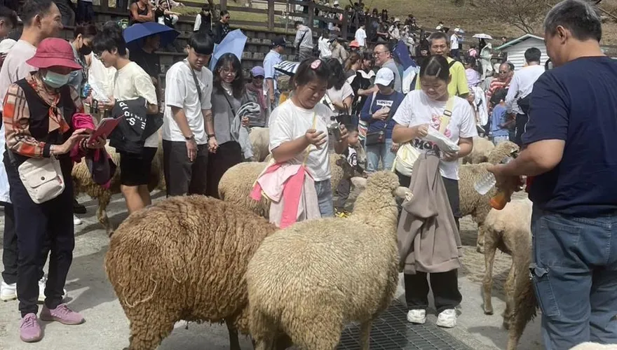 清境農場「火把節」吸人潮　3天入園人次估破萬
