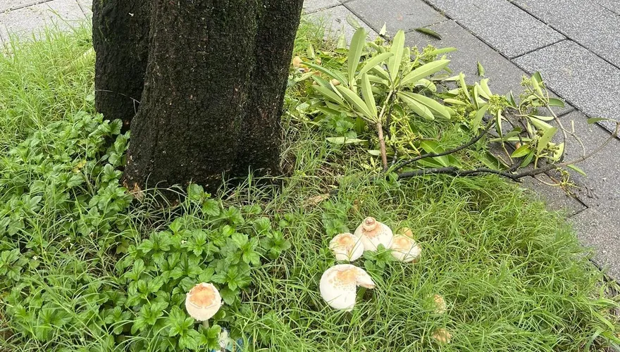 連日大雨！台北市路邊長毒菇　居民無奈：要發霉了