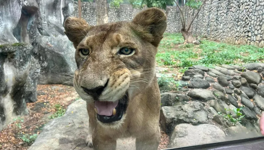 不捨！壽山動物園非洲獅「大姊」癌逝　享年20多歲