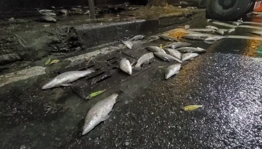 影/「眼前突然一片黑」高雄貨車自撞　20萬鱸魚噴飛散一地