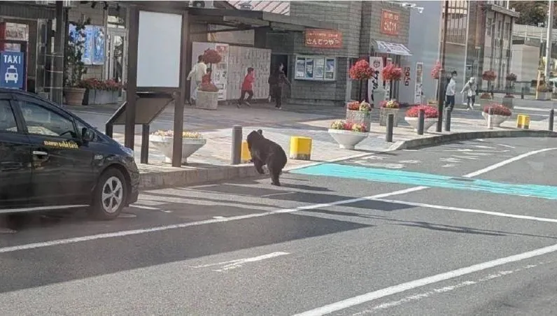 熊襲受害者+1！日嬤陳屍山區「臉部嚴重撕毀」　出沒車站嚇壞人