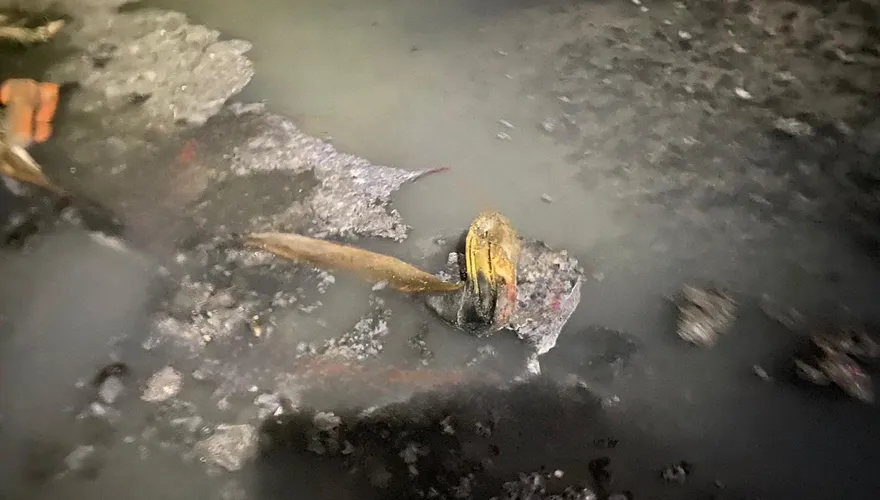以為水溝漂人腿！警消獲報急打撈　一看竟是樹枝