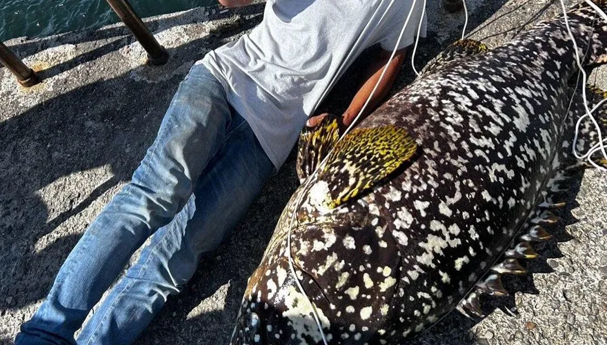 影/台南驚見「海中王者」被捕獲！130斤龍膽石斑上鉤