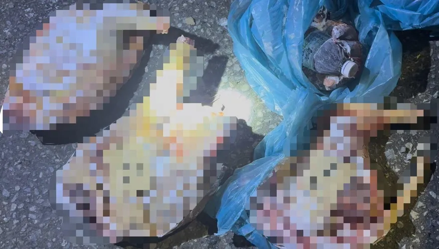 苗栗移工化身「宰犬狠毒屠夫」！屍塊內晶片掃出身分飼主淚崩