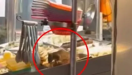 「料理鼠王」在鹹酥雞攤大吃！　業者：已閉店環境清消