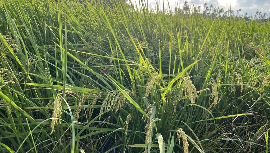 百姓苦！中颱鳳凰進逼台東農人搶收作物　稻穗未熟全割光