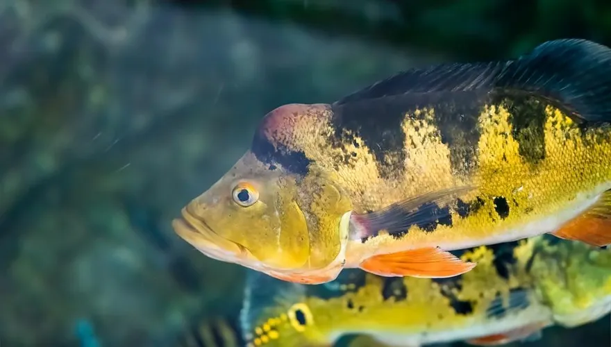 日月潭魚虎暴減！電撈數創新低　疑新魚王「皇冠三間」崛起