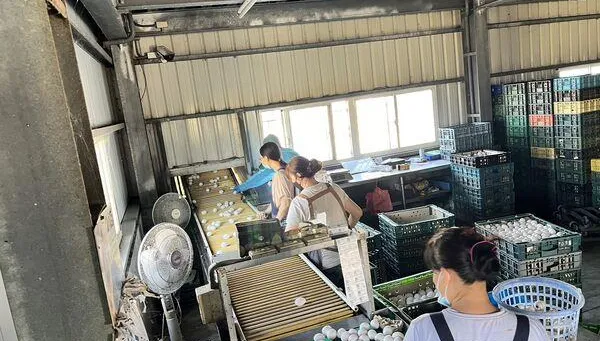 毒雞蛋追查汙染源   醫：疑飼主「芬普尼直接噴雞」