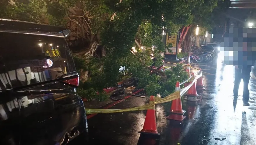 影/鳳凰颱風釀災！北市路樹連倒2棵　壓毀轎車畫面曝