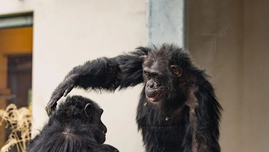 美動物園黑猩猩逃脫全園封鎖　37名小學生校外旅行意外受困